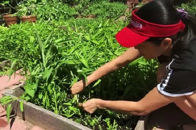 Thu hoạch rau muống bằng cách cắt ngang thân để cây tiếp tục đâm chồi