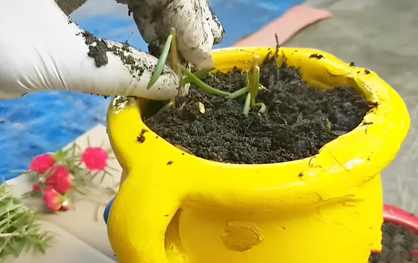 Cận cảnh kỹ thuật giâm cành hoa mười giờ vào đất, đảm bảo 1/3 thân cây được cố định