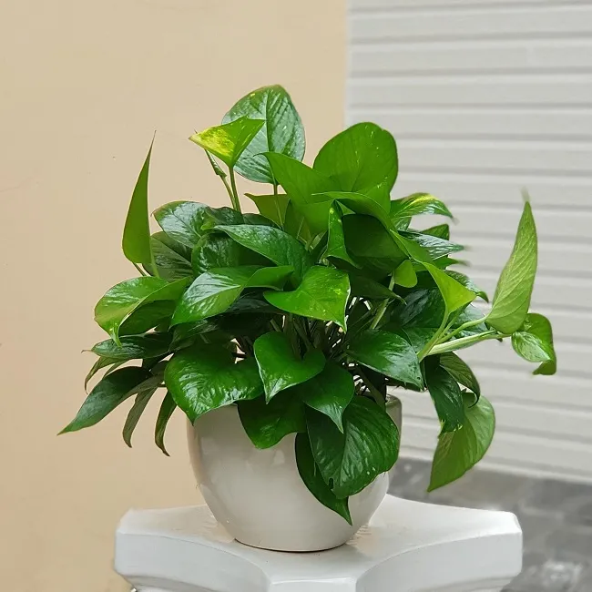 Quy trình trồng Trầu Bà trong chậu đất đúng kỹ thuật