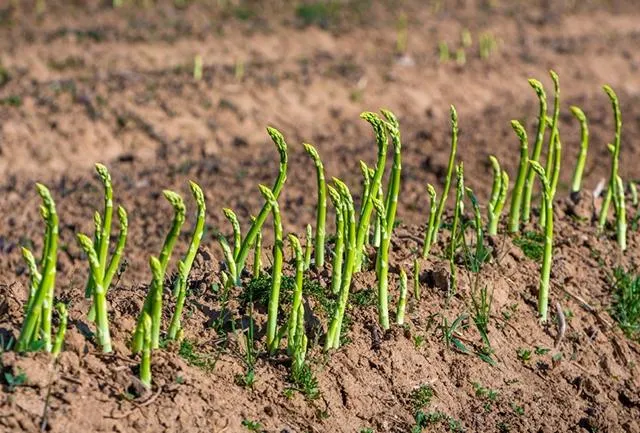 Cá ch trồng măng tây đơn giản cho thu hoạch suốt 30 n ă m - 11