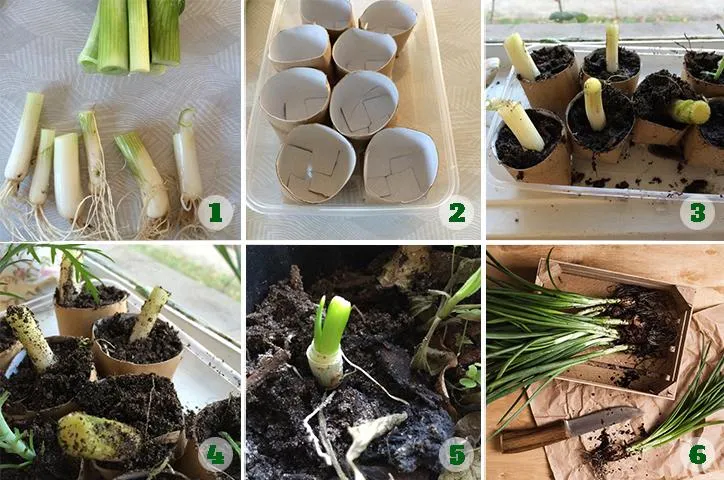 Hành lá mọc lên từ lõi giấy vệ sinh trong khay