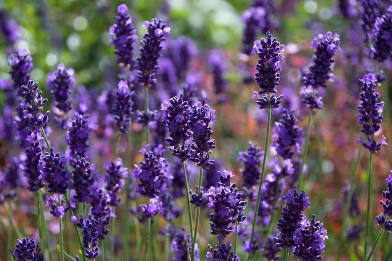 True Lavender - một giống hoa phổ biến khi tìm hiểu cách trồng và chăm sóc hoa oải hương