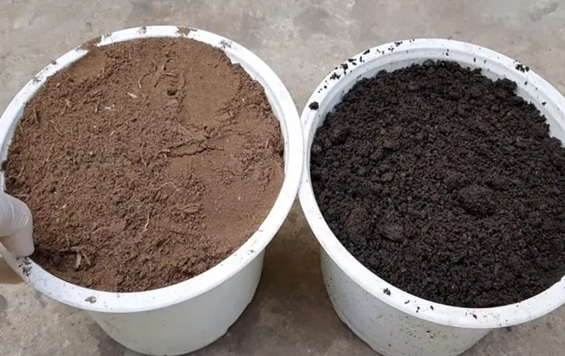 Giá thể đất tơi xốp giàu dinh dưỡng để trồng dưa leo tại nhà