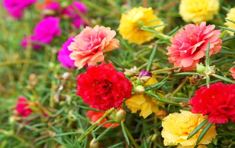 Chậu hoa mười giờ sau khi giâm cành được đặt ở nơi có đủ ánh sáng để cây nhanh ra rễ