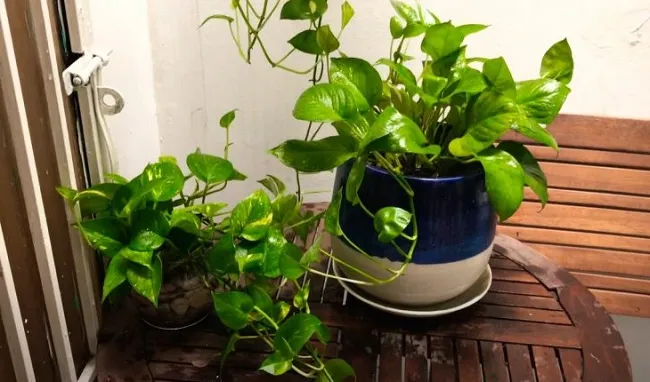 Trầu Bà lớn với lá xanh mướt, biểu tượng của sự thịnh vượng