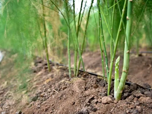 Cách trồng măng tây đơn giản cho thu hoạch suốt 30 năm - 3