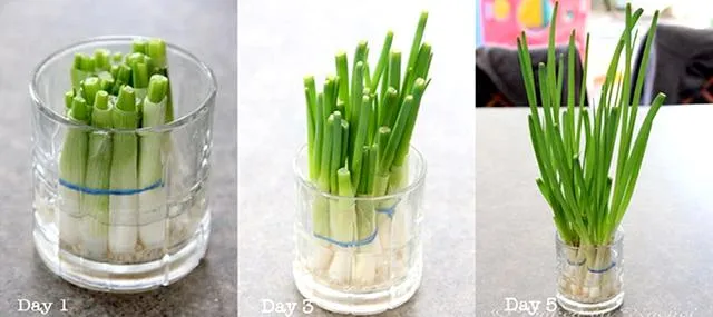 Cây hành lá phát triển xanh tốt trong môi trường nước và chai nhựa - một minh họa cho cách trồng hành tại nhà