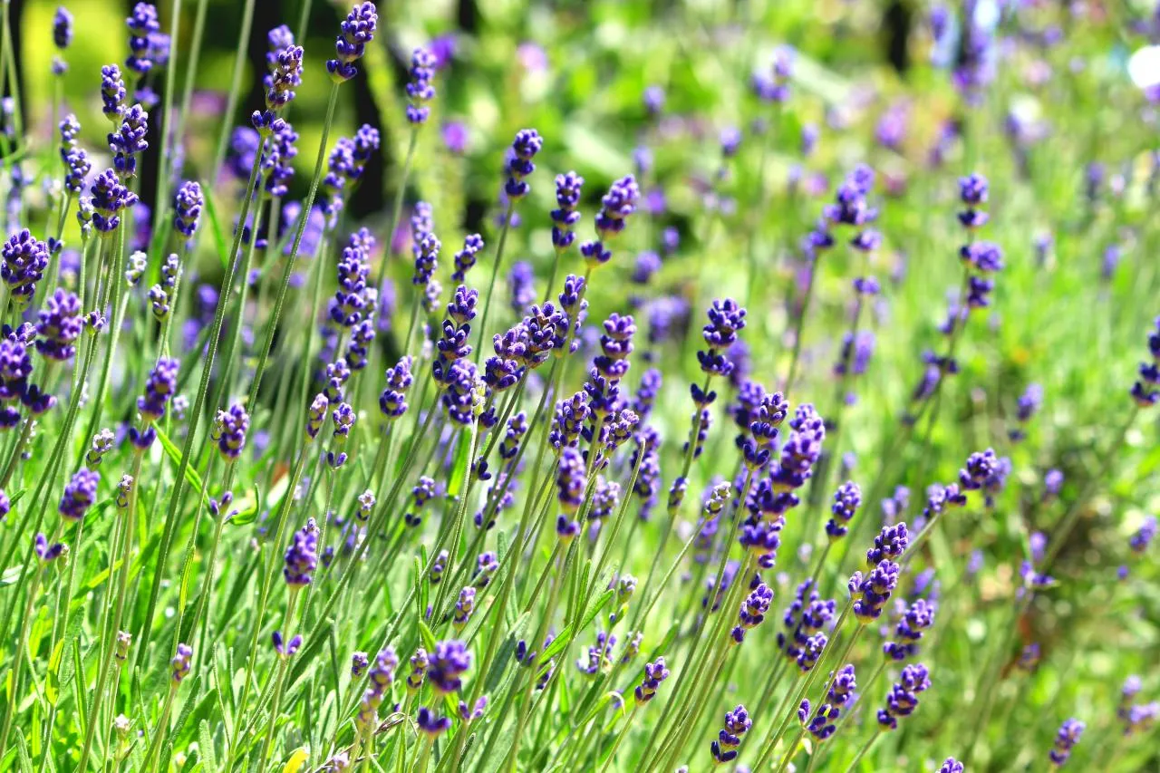 English Lavender - giống hoa oải hương phù hợp trồng tại Việt Nam