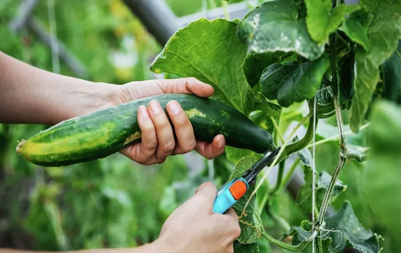 Thu hoạch những trái dưa leo tươi xanh