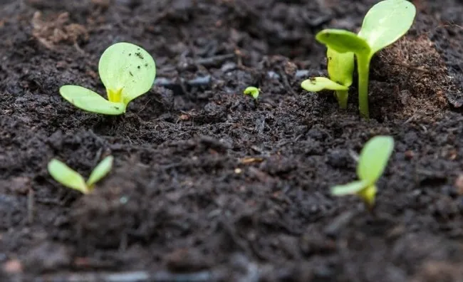 Kỹ thuật tưới nước đúng mực cho cây ớt, tránh để đất bị khô hạn hoặc ngập úng gây ảnh hưởng đến năng suất