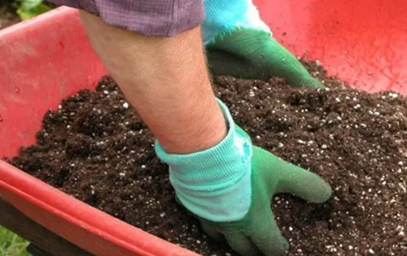 Chuẩn bị hỗn hợp đất trồng giàu dinh dưỡng và tơi xốp cho việc giâm cành hoa mười giờ