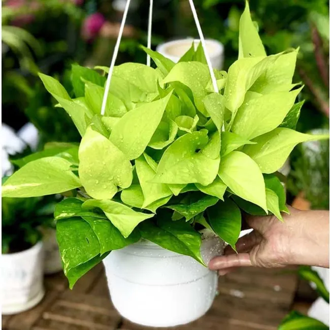 Trầu Bà Vàng (Golden Pothos) lá to, thích hợp trồng trang trí nội thất