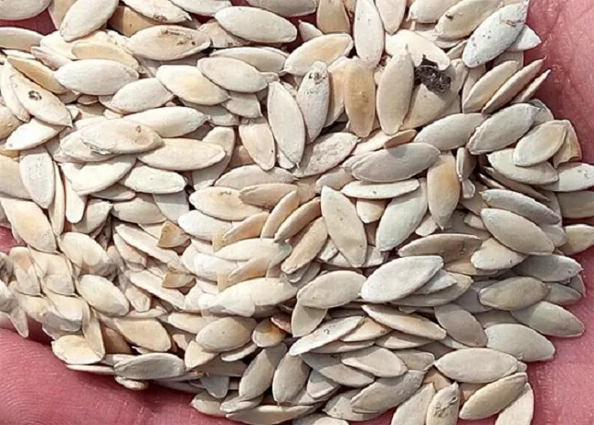 Lựa chọn hạt giống dưa leo tự thụ phấn