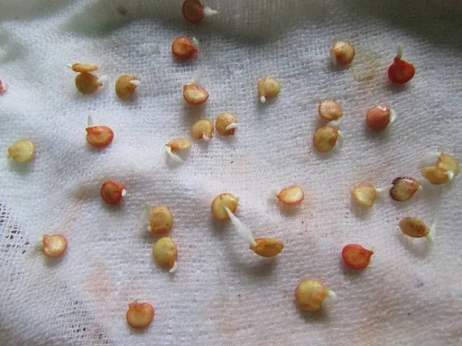 Cây ớt con đã được cấy vào chậu và phát triển khỏe mạnh, thể hiện kỹ thuật trồng cây con đúng chuẩn