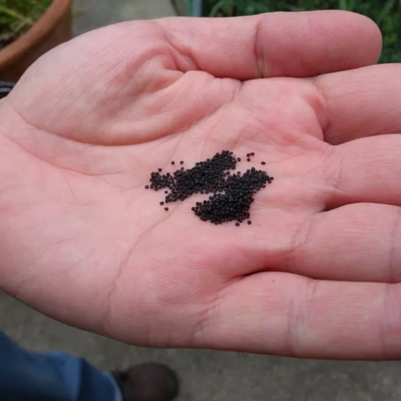 Hạt giống hoa mười giờ khô được ngâm ủ trong khăn ẩm để kích thích nảy mầm