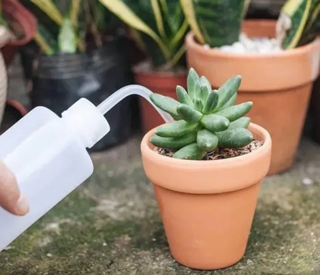 Chăm sóc sen đá bằng cách tưới nước trực tiếp vào gốc, tránh làm đọng nước trên lá