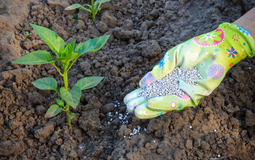 Các giai đoạn bón phân NPK khác nhau cho cây ớt, thể hiện quy trình quản lý dinh dưỡng chi tiết theo từng giai đoạn phát triển