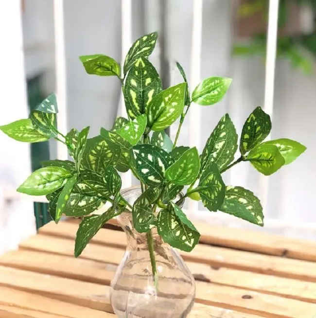 Trầu Bà Lá Đốm với họa tiết lá độc đáo, khác biệt