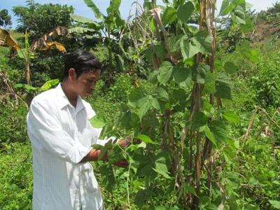 Bón phân giúp đậu đỏ phát triển hạt to tròn và chắc mẩy