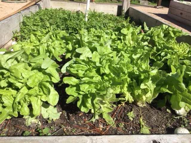 Một góc vườn rau tươi tốt dưới ánh nắng