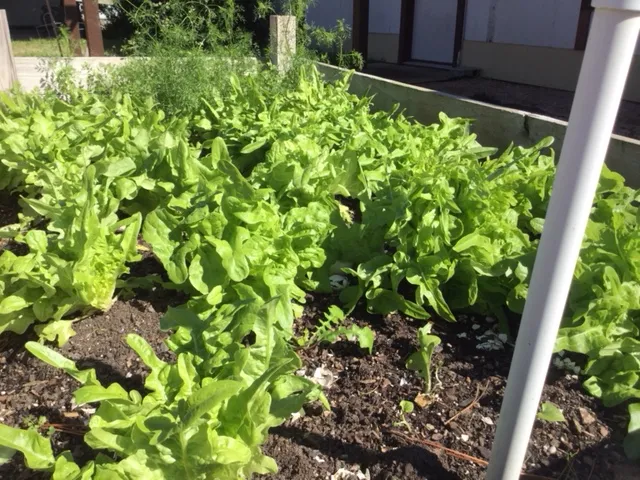 Rau khoai lang xanh tốt sau khi trồng