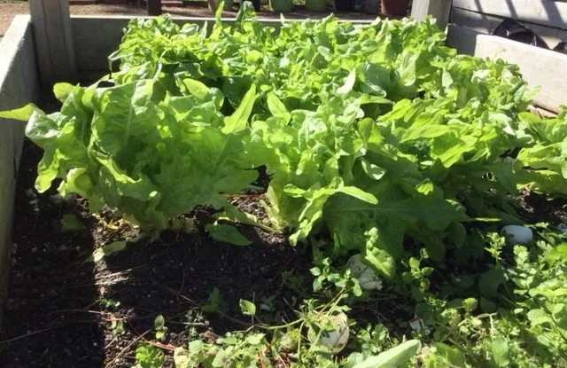 Quy trình chuẩn bị hom giống để trồng rau