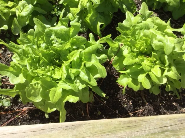 Hình ảnh cận cảnh lá rau khoai lang non