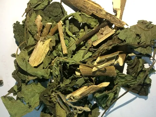 Cách Trồng Cây Mật Gấu: Kỹ Thuật Giâm Cành Và Chăm Sóc Toàn Diện