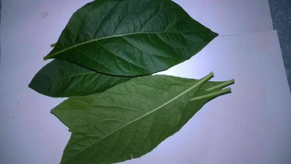 Cách Trồng Cây Mật Gấu: Kỹ Thuật Giâm Cành Và Chăm Sóc Toàn Diện