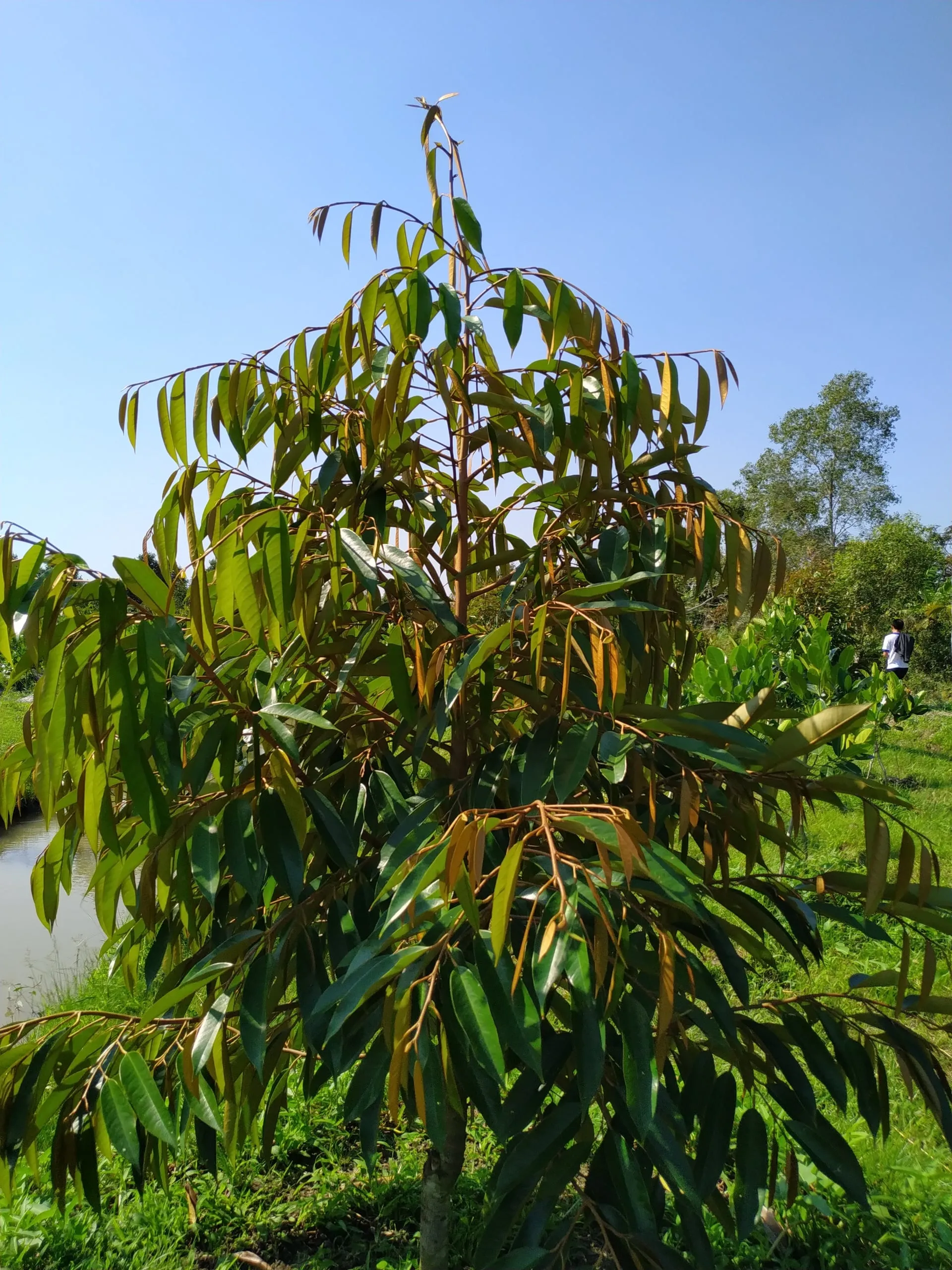 Một cây sầu riêng giống Musang King đang phát triển thân thẳng, lá khỏe