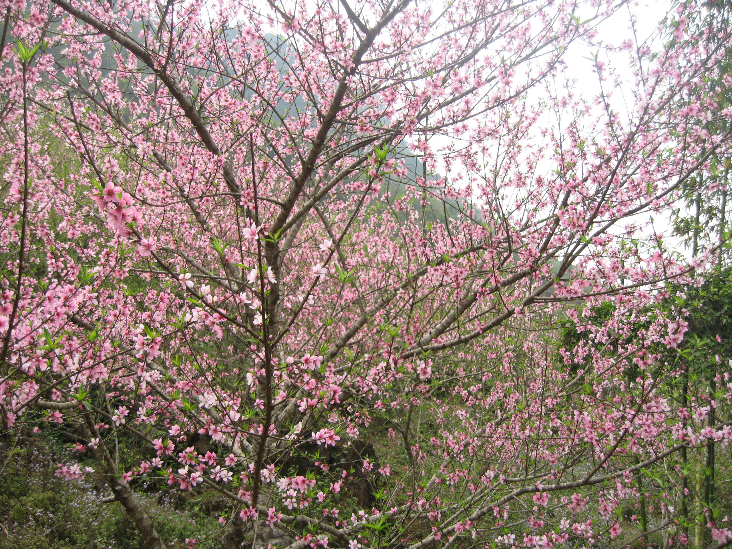 Cách Trồng Cúc Mâm Xôi Toàn Diện Cho Hoa Nở Đúng Dịp Tết Nguyên Đán