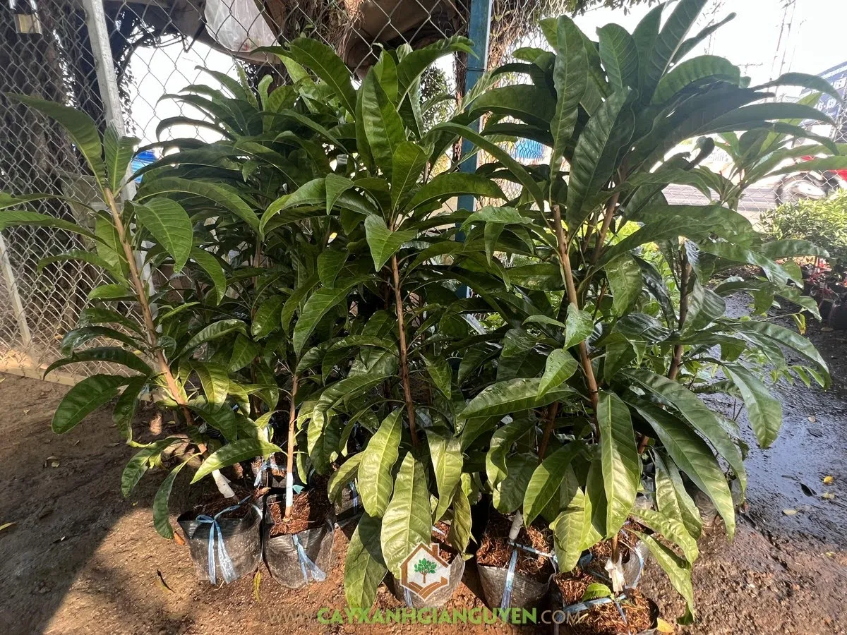 Cây lê ki ma giống được nhân giống bằng phương pháp chiết cành