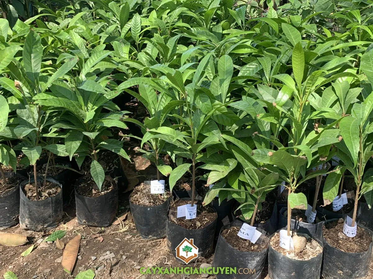 Đất trồng tơi xốp và đã được bón lót sẵn sàng cho việc trồng cây lê ki ma