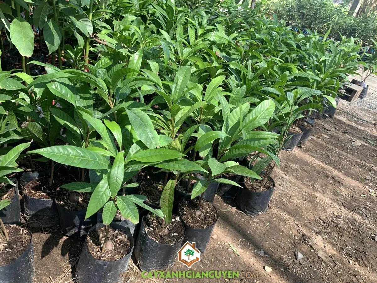 Chuyên gia hướng dẫn kỹ thuật trồng cây lê ki ma xuống hố đã chuẩn bị