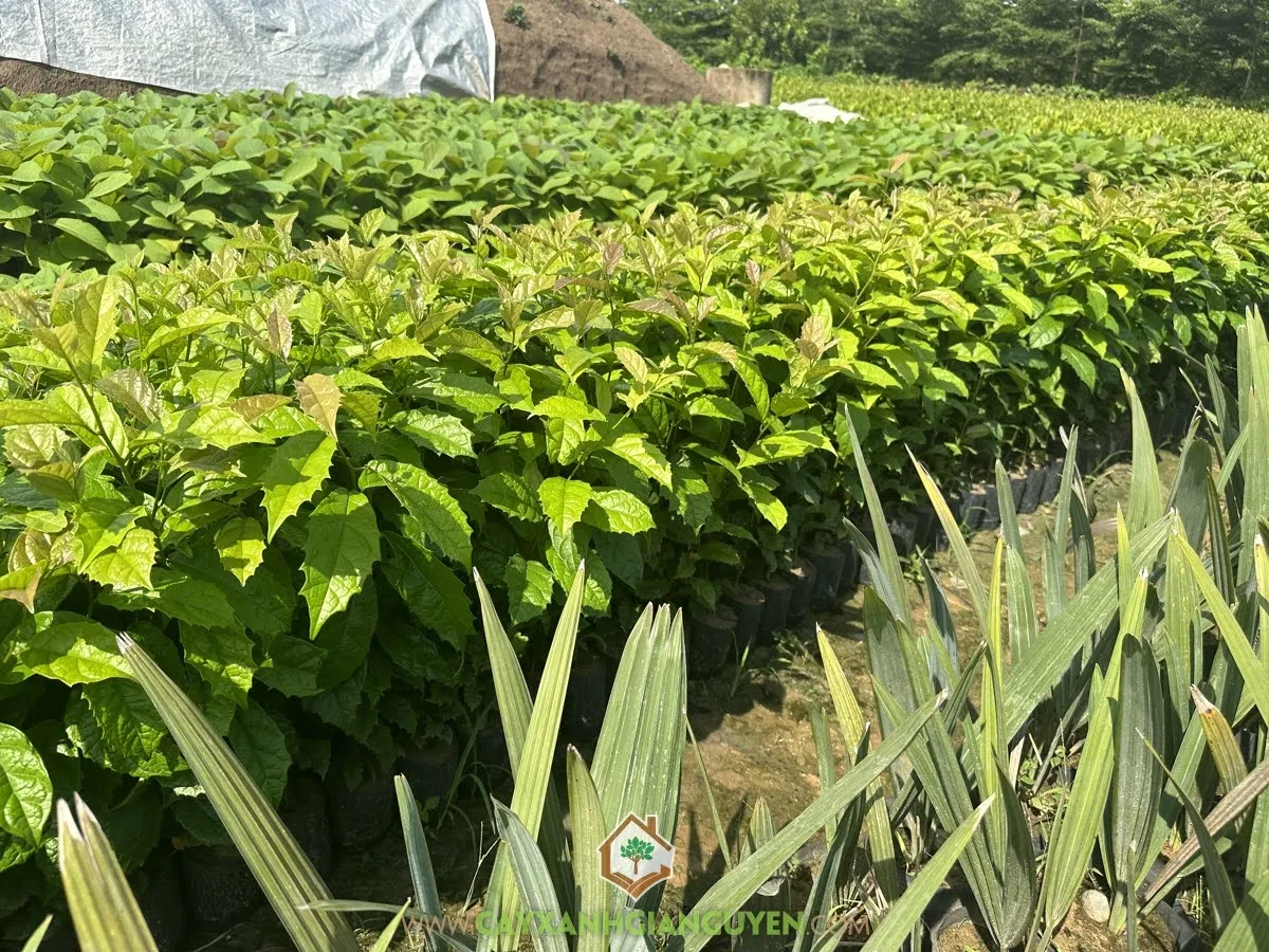 Quá trình chuẩn bị và xử lý cành giống theo cách trồng cây xạ đen bằng cành