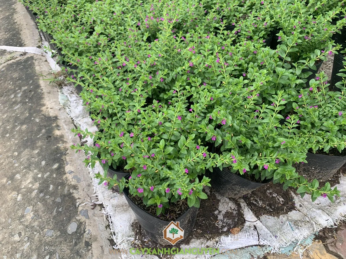 Chuẩn bị đất trồng và cành giâm để thực hiện cách trồng hoa Cẩm Tú Mai