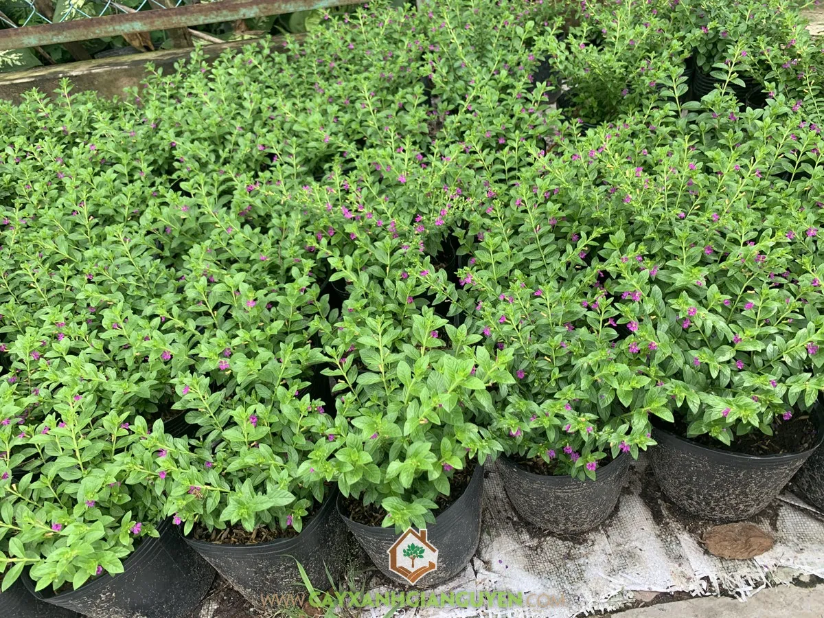 Khoảng cách trồng và kỹ thuật trồng Cẩm Tú Mai làm viền