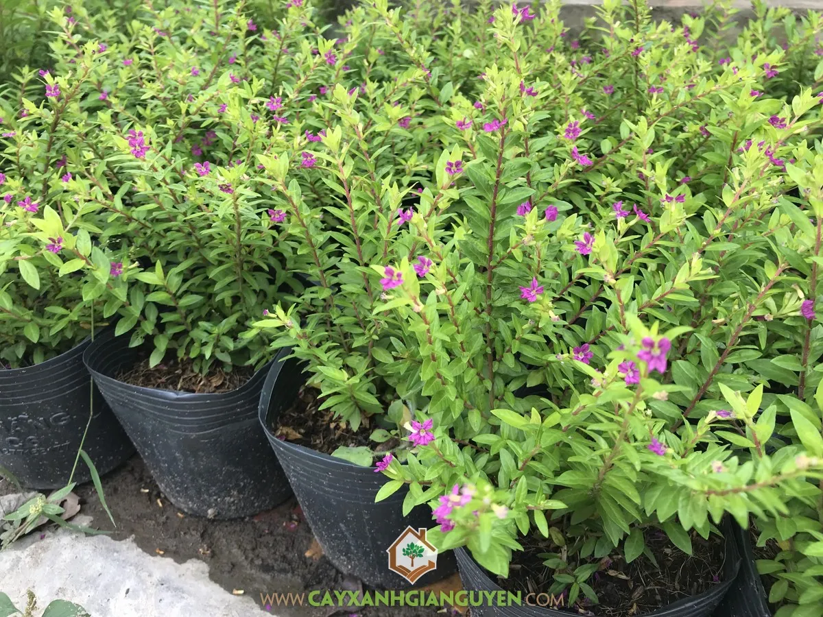 Hoa Cẩm Tú Mai tím rực rỡ, lá xanh bóng nở hoa quanh năm