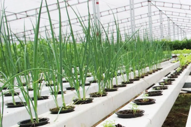 Một góc giàn thủy canh đặt ngoài trời, minh họa không gian trồng hành lá