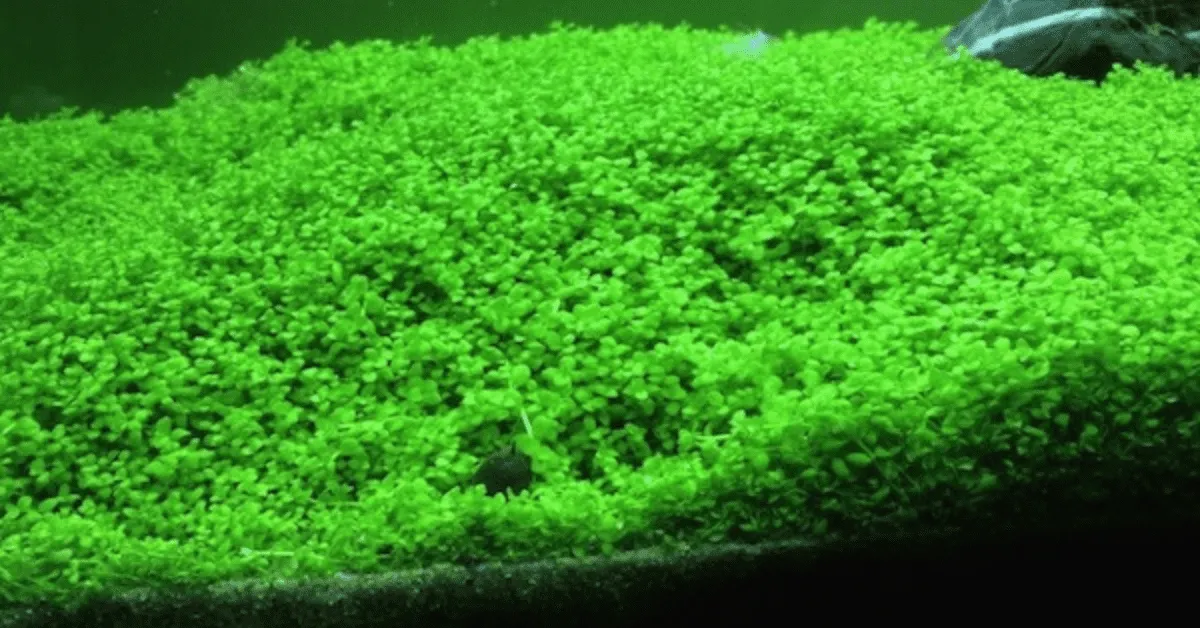 Bố cục thủy sinh với cây trân châu ngọc trai làm thảm tiền cảnh