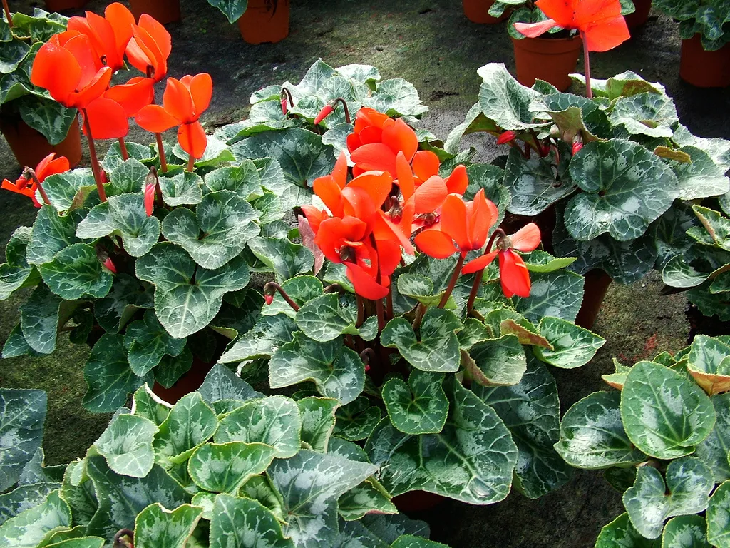 Cách Trồng Hoa Hồng Tỉ Muội Thành Công Từ A Đến Z