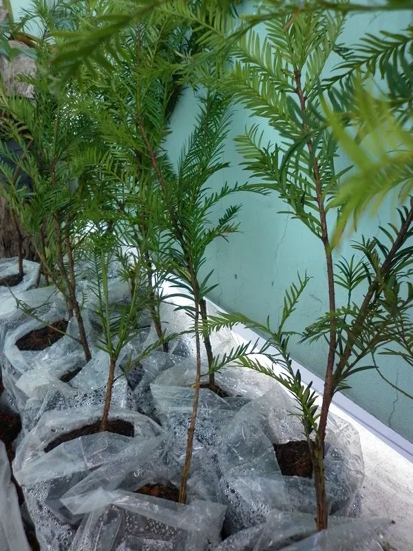 Rừng thông đỏ được trồng theo mật độ tiêu chuẩn