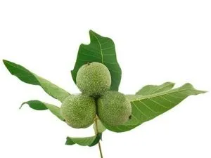 Trồng cây óc chó trưởng thành trong vườn