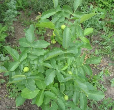 Cây óc chó trồng xuống đất