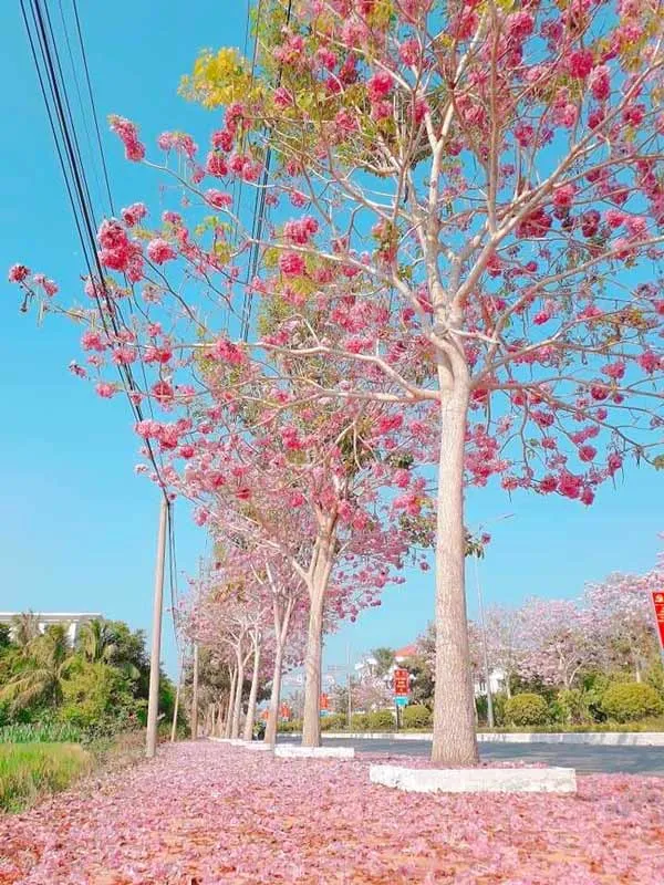 Trồng và chăm sóc cây kèn hồng đúng cách giúp cảnh quan đường phố thêm ấn tượng, cuốn hút và thẩm mỹ hơn,