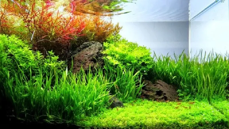 Kết hợp thành công cỏ Nhật thủy sinh với các loài cá và tép trong hồ cảnh