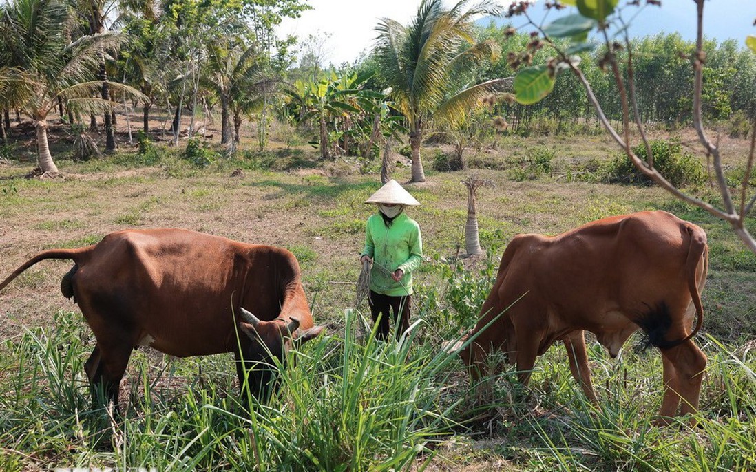 Định Giá Và Chi Tiết Về Giá Bán Cây Sung Cổ Thụ Chuẩn Chuyên Gia
