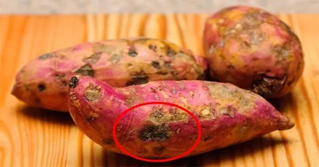 Khoai bị bọ hà tấn công