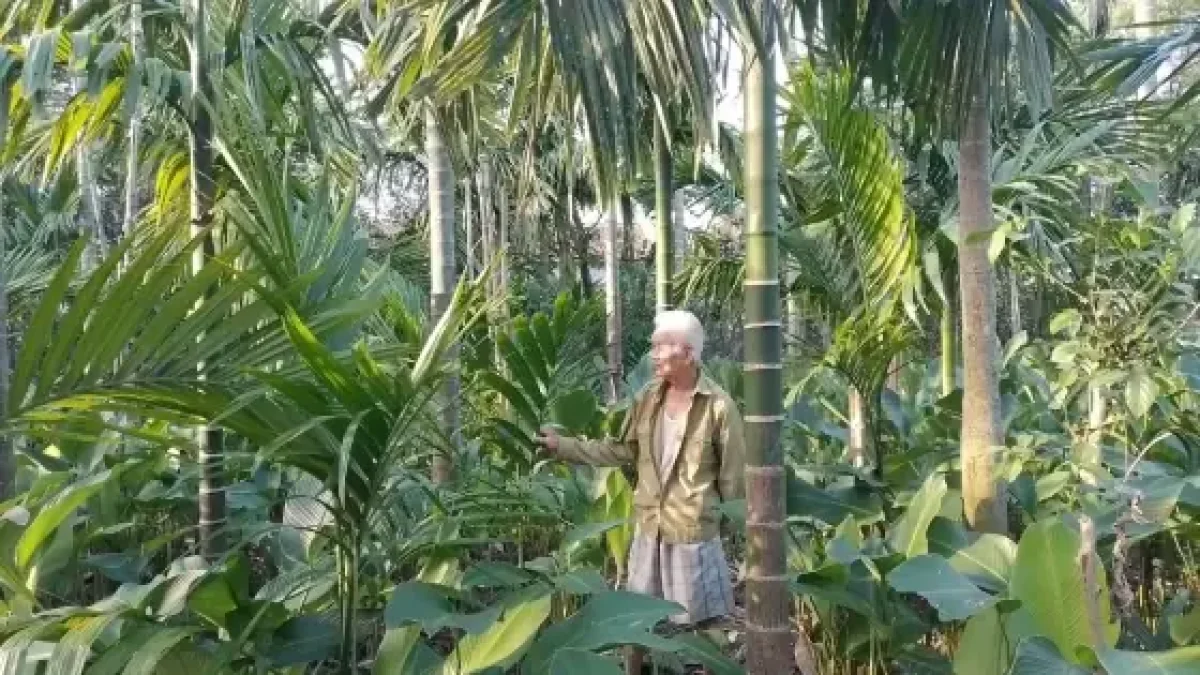 Khoảng Cách Trồng Sưa Đỏ: Tiêu Chuẩn Kỹ Thuật Và Kinh Nghiệm Đạt Lõi Gỗ Tối Ưu