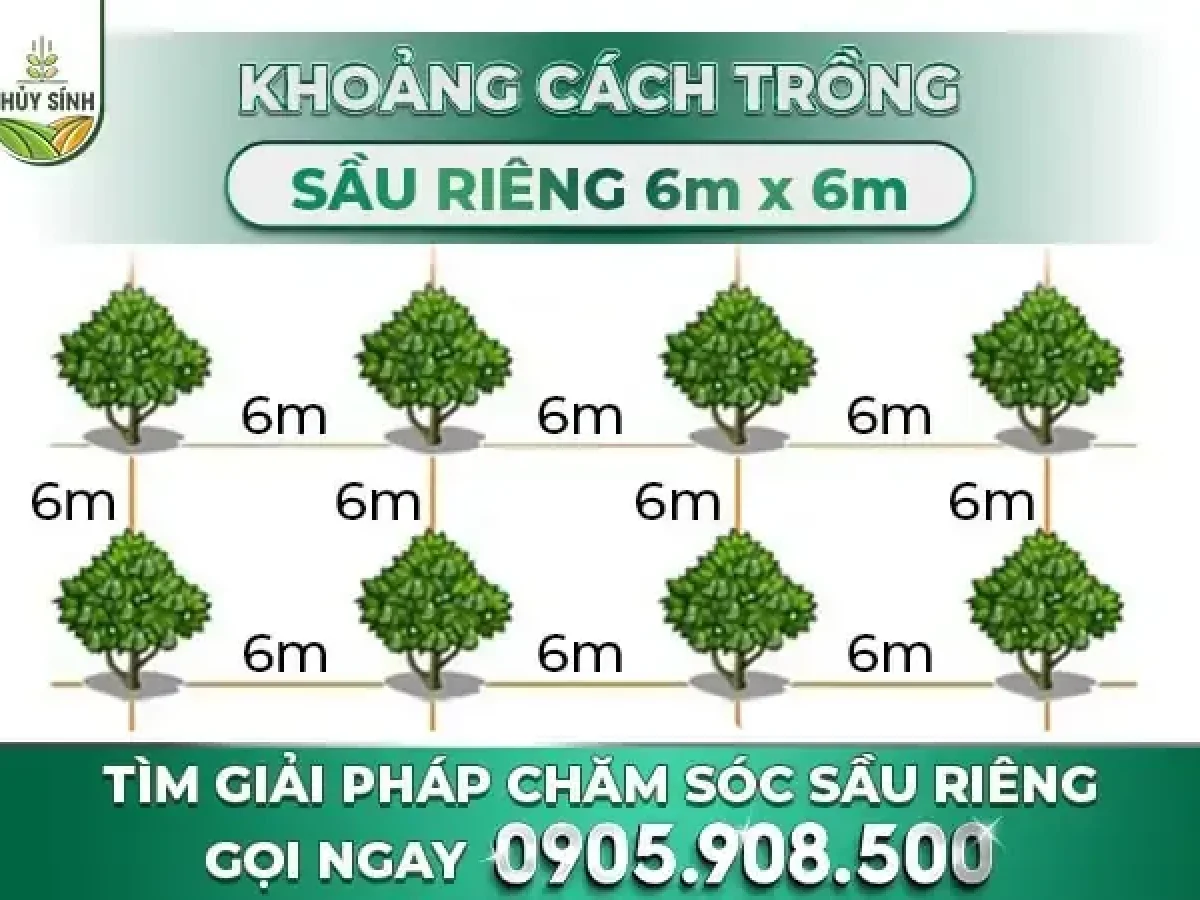 Khoảng Cách Trồng Bơ 034: Kỹ Thuật Trồng Và Chăm Sóc Đạt Năng Suất Vượt Trội